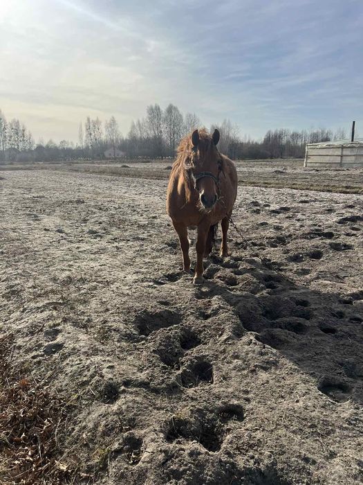 Продам кобилу спокійної вдачи. Вік 10 років