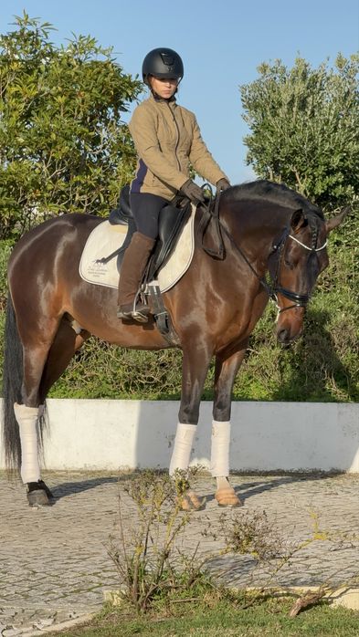 Lusitano Puro Filho Campeão Europeu Equitação de trabalho