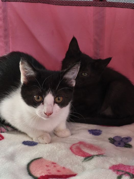 Gato bebé para adoção