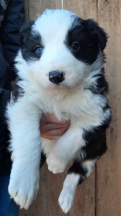 Suczka, piesek border collie, szczenię