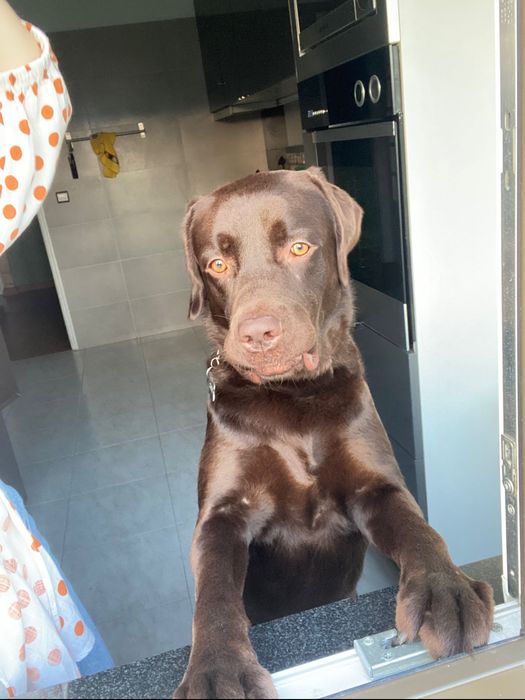 Dog Walker: Passeios Divertidos e Seguros para o seu Cão