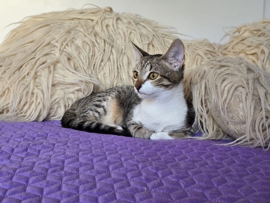 Cléo, para adoção