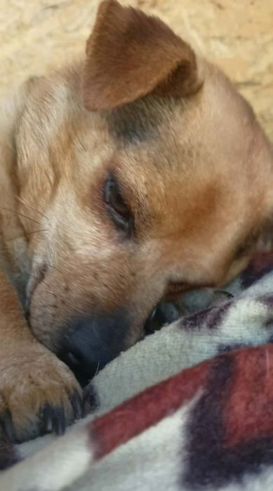 Mikrus do adopcji. SANDOMIERZ !!!