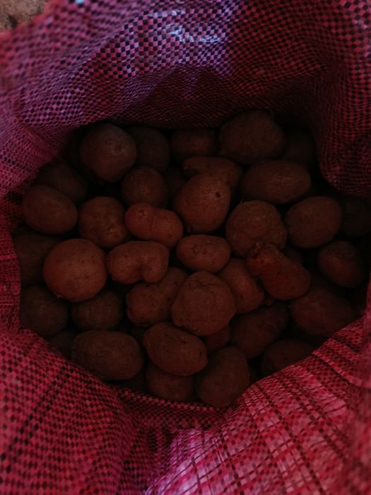 Віддам картоплю середня і дрібна