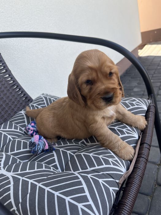 suczka cocker spaniel angielski