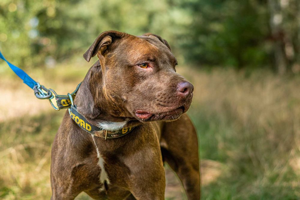 Adopcja- Lemon - Pitbull- Amstaffy Niczyje