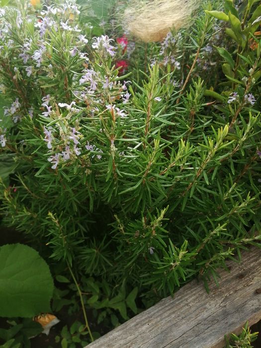 Vaso de alecrim plantado