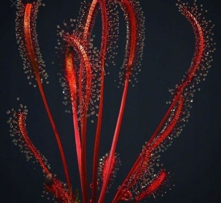 Rosiczka Drosera Capensis All Red x50 nasiona rosiczki