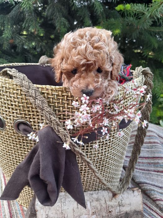 Привабливі цуцики той -пудель.