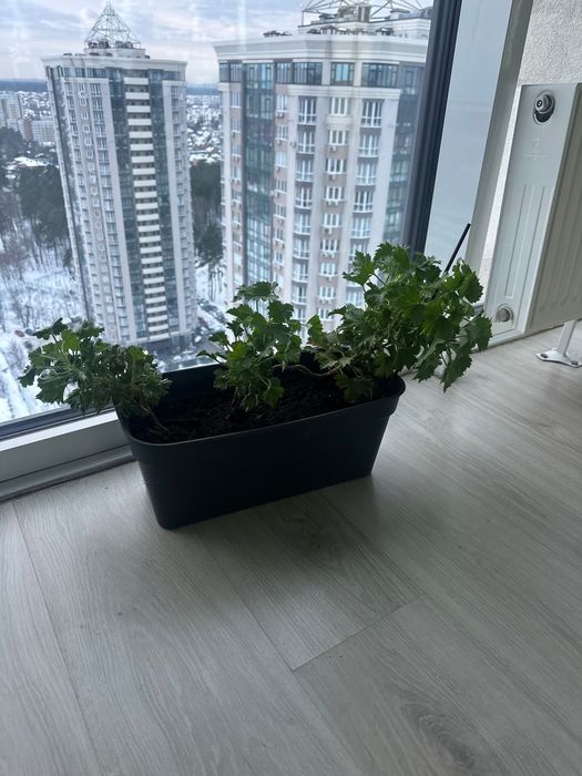 Пеларгония королевская Aristo pink