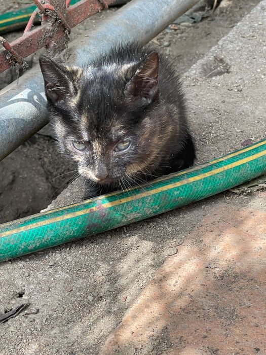 Gatinhas procuram novo lar