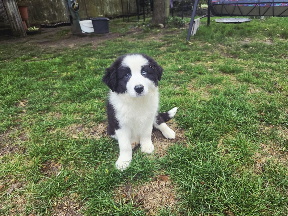 Border Collie ZKwP FCI
