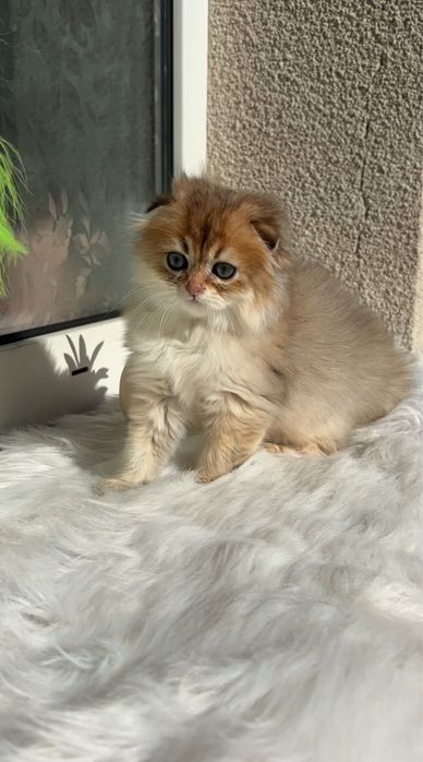 Хлопчик 1,5 місяці . Шотландське кошенятко.