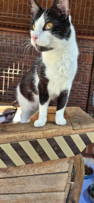 Fantastyczny kocur szuka przyjaciela