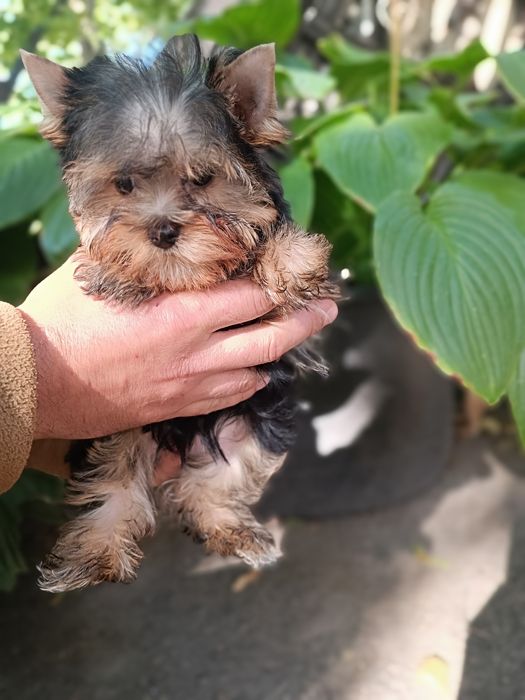 Привитые Родословные Йорки