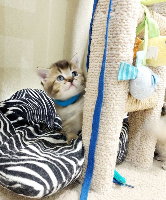 Золота Шиншила хлопчик