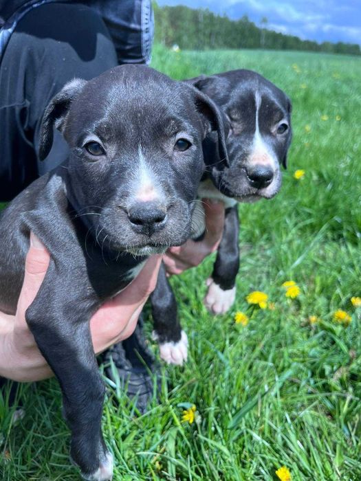 Amstaff amstaff samica
