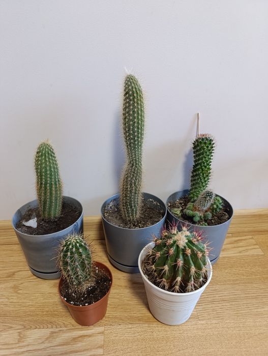 Продаж кімнатних рослин