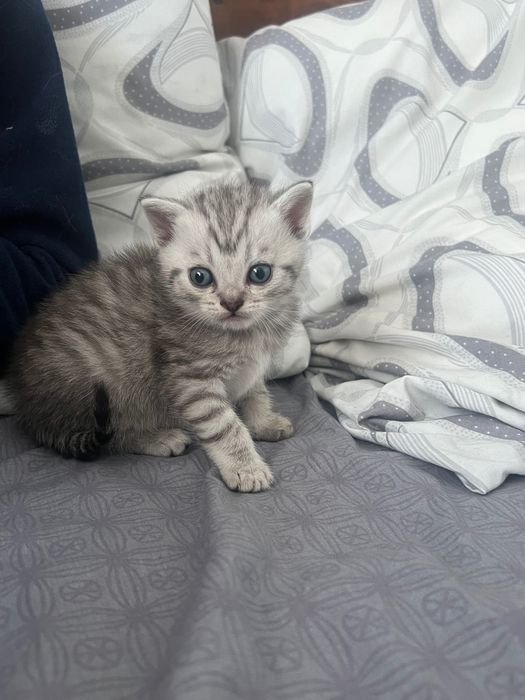 Шотландські кошенята