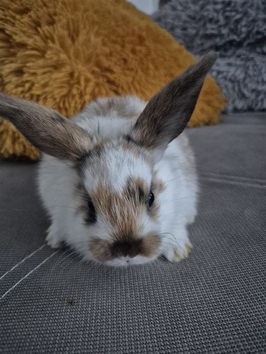 Króliki miniaturowe Baranki. Sklep zoologiczny Rafa Kraków.