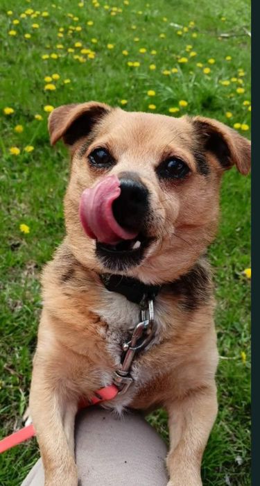Mikrus do adopcji. SANDOMIERZ !!!