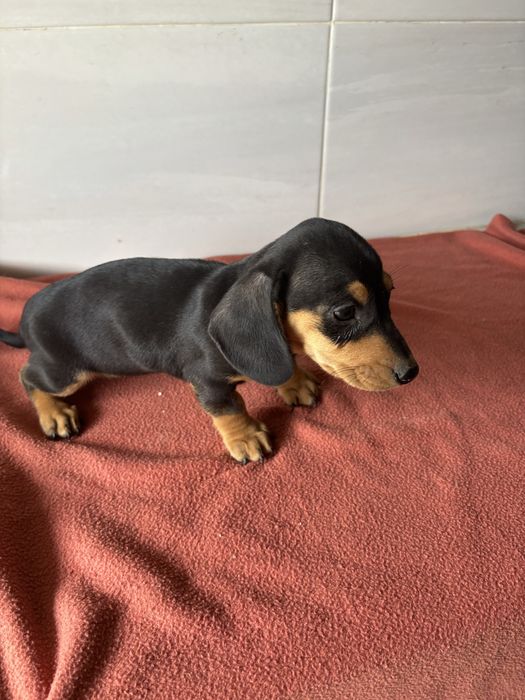 Teckel femea miniatura pelo curto