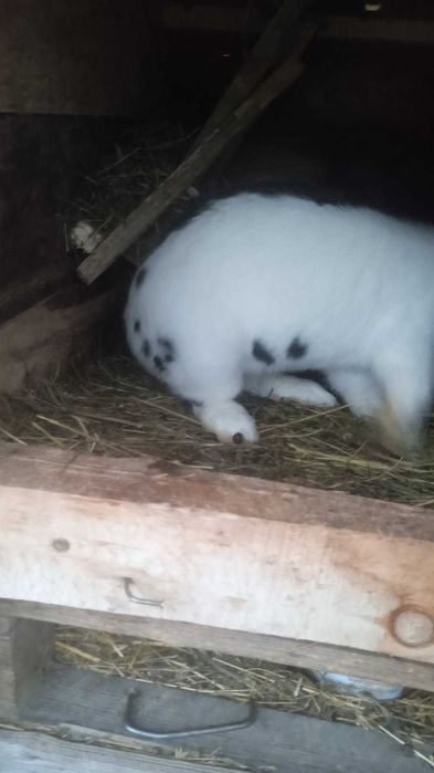 Sprzedam samca i samice