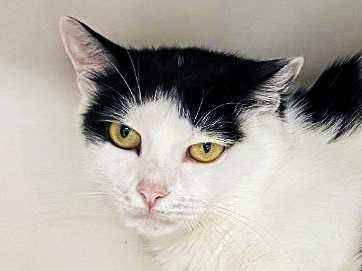 Кішечка, кішка, котуся Брошка (1 р.) – терміново додому!