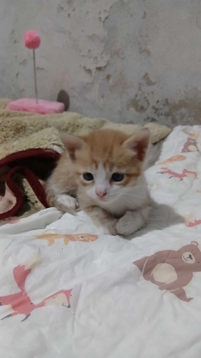 Gatinhos esperam por uma família