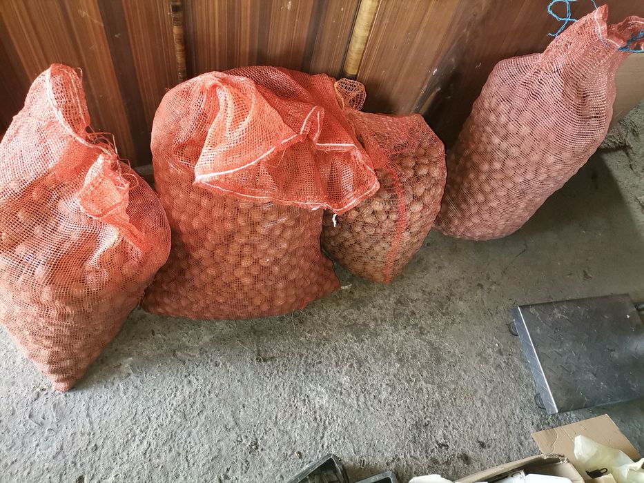 Orzech włoski do łupania 6zł
