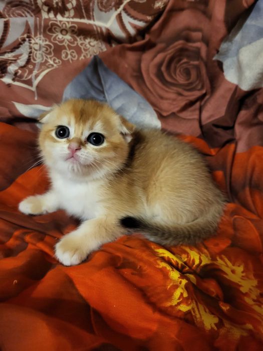 Красивенна дівчинка золота шиншилла.