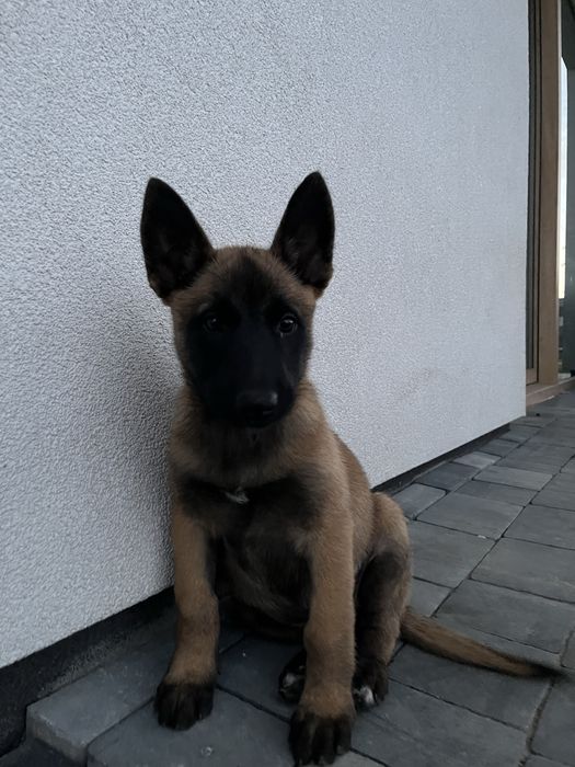 Owczarek belgijski