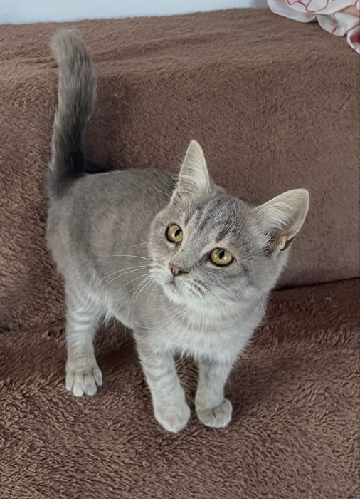 Котенок мальчик в добрые руки