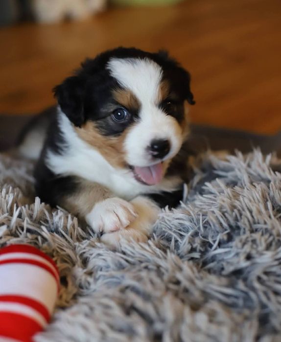 Owczarek australijski