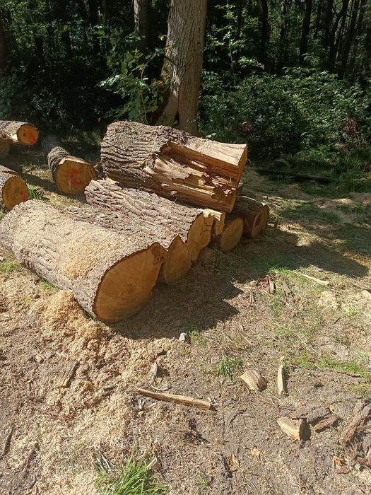 Drewno opałowe i kominkowe wycinka drzew