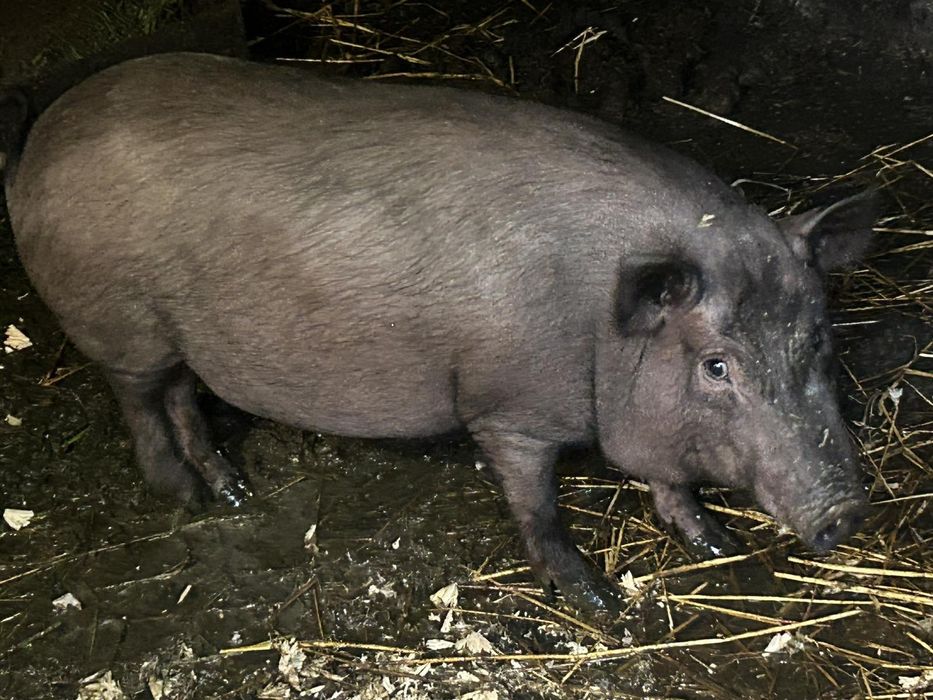 Продам свиню в'єтнамської породи.