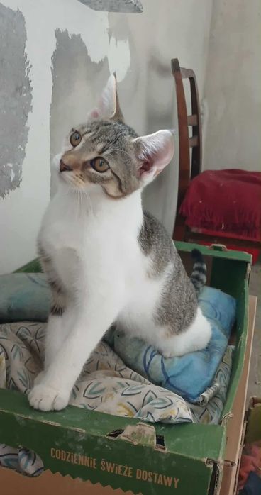 Lilu śliczna kotka szuka domu