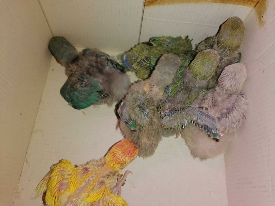 Vendo rossicollis bebés