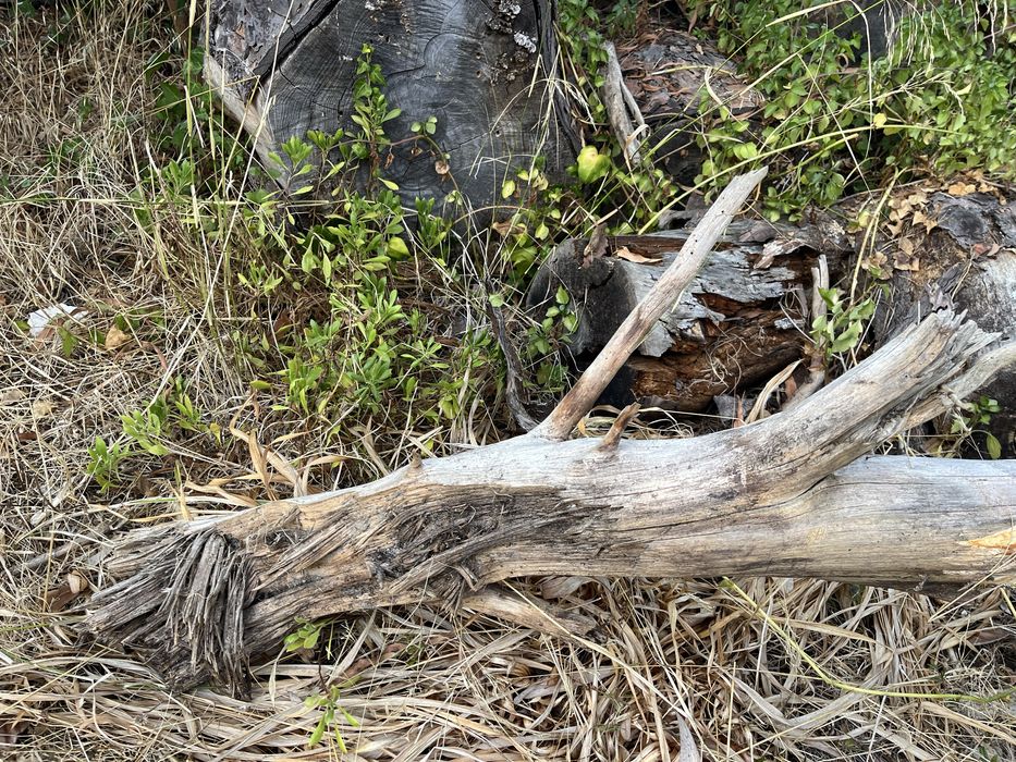Tronco  grande para aquario ou lago