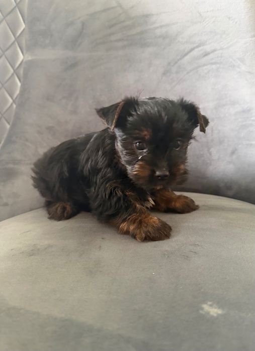 Yorkshire terrier mini suczka rodowodowa