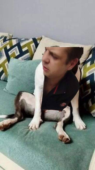 собачка сутулая в аренду