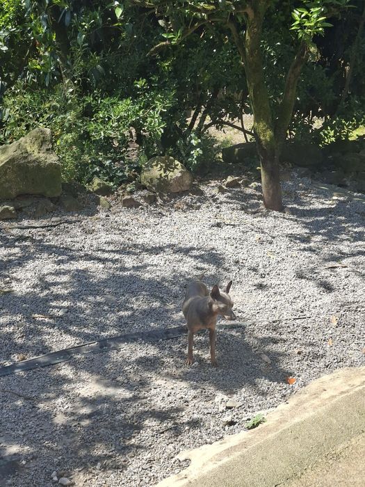 Pinsher macho cinza 2 anos