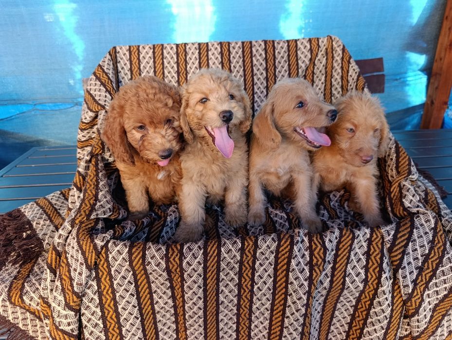 Śliczna suczka Goldendoodle mini