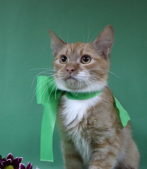 Благородный рыжий Ланцелот! Котенок - рыцарь)