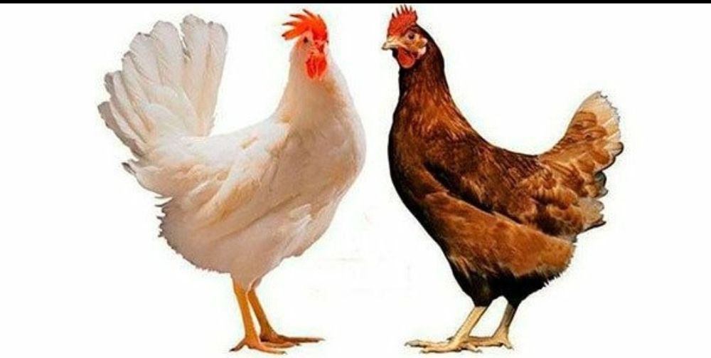 Продаем Кур Несушек!