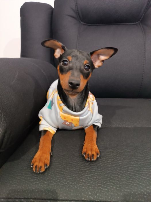 Цуценята Цвергпінчер