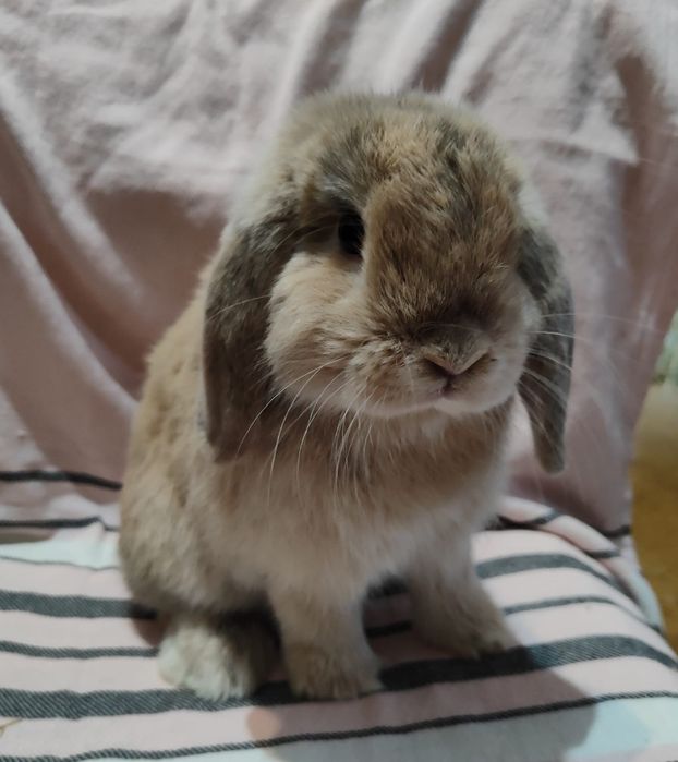 Samce Mini Lop króliki