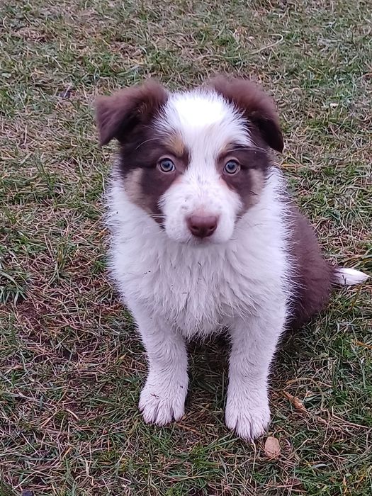 Border Collie suczka czekoladowa tricolor