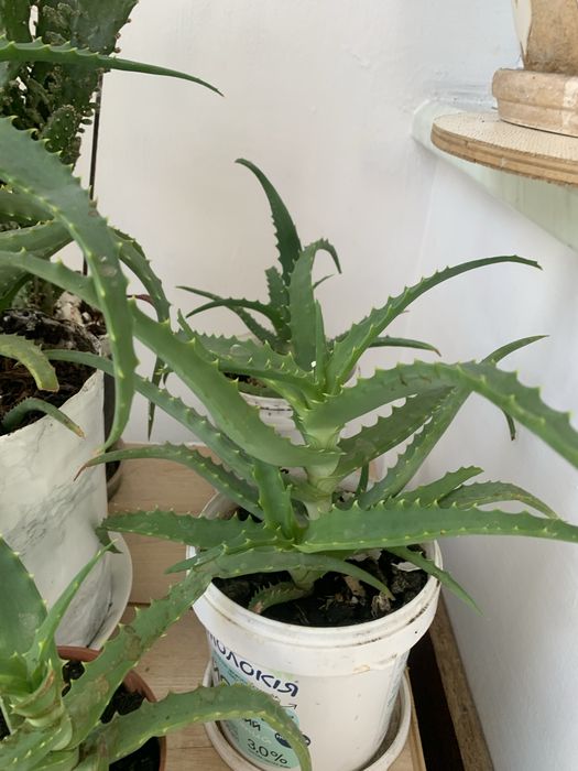 Продам комнатное растение