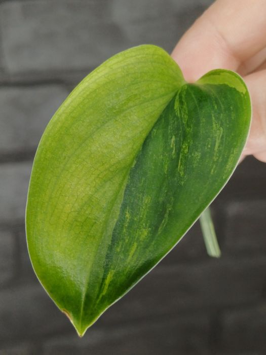 Scindapsus Moonlight Variegata Mint Type #1